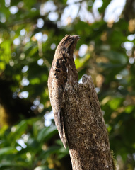 Nyctibius griseus