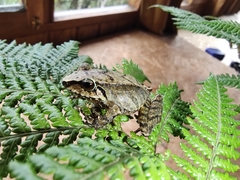 Pristimantis pharangobates