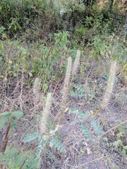 Alvaradoa amorphoides