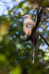 Trogon mexicanus