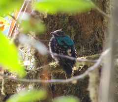 Pharomachrus auriceps