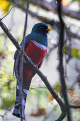Trogon mexicanus