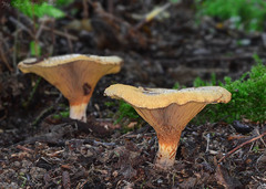 Paxillus rubicundulus