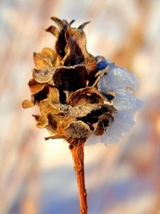 Rabdophaga strobiloides