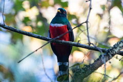 Trogon mexicanus