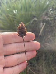 Xyris caroliniana