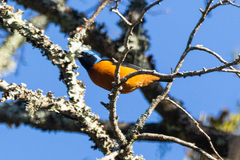 Chlorophonia elegantissima
