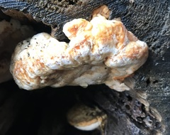 Fomitopsis pinicola