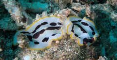 Pseudoceros scriptus