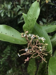 Miconia trinervia