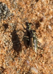 Eunota auraria