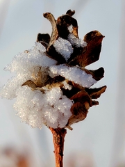 Rabdophaga strobiloides