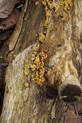 Dacrymyces