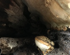 Fomitopsis pinicola