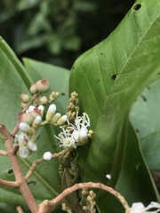 Miconia trinervia