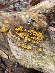 Dacrymyces