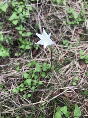 Zephyranthes chlorosolen