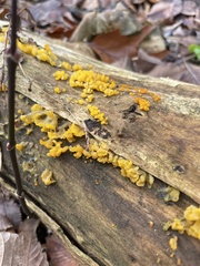 Dacrymyces
