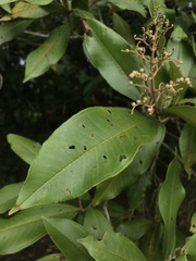 Miconia trinervia