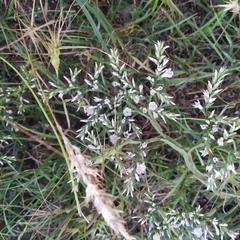 Goniolimon tataricum