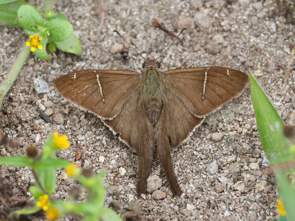 Atelis Longtail