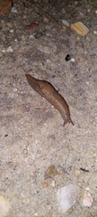 Drusia valenciennii