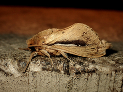 Wiseana umbraculata