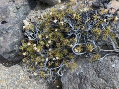 Dracophyllum recurvum