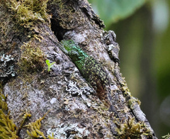 Stenocercus guentheri