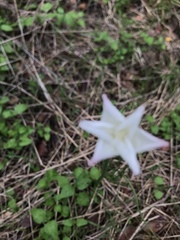 Zephyranthes chlorosolen