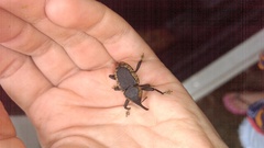 Homalinotus deplanatus