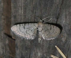 Eupithecia venosata