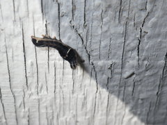 Galgula partita