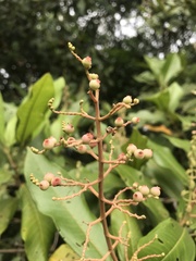 Miconia trinervia