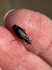 Cymindis