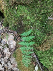 Cystopteris tenuis
