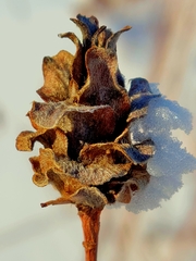 Rabdophaga strobiloides