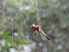 Hemicordulia continentalis