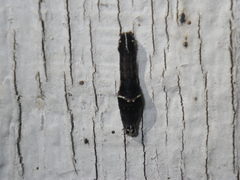 Galgula partita