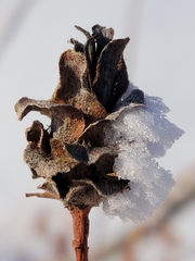 Rabdophaga strobiloides