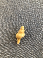 Triplofusus giganteus