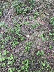 Zephyranthes chlorosolen