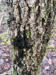 Collema subflaccidum