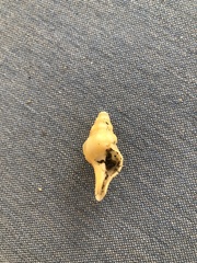 Triplofusus giganteus