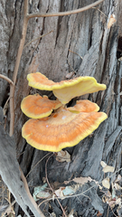 Laetiporus gilbertsonii