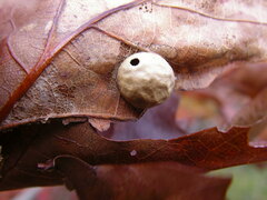 Amphibolips quercusostensackenii