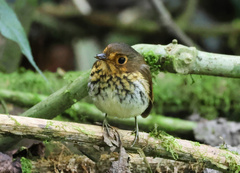 Grallaricula flavirostris