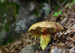 Rubroboletus rhodoxanthus