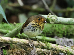 Grallaricula flavirostris