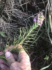 Liatris punctata mucronata
